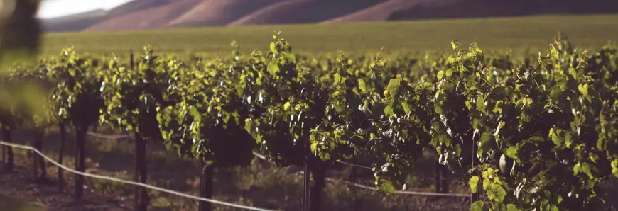 Wine pumps